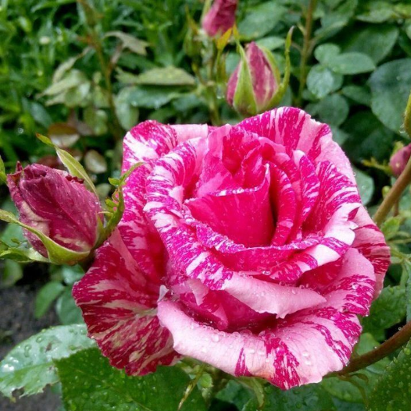 Роза чайно-гибридная Pink Intuition