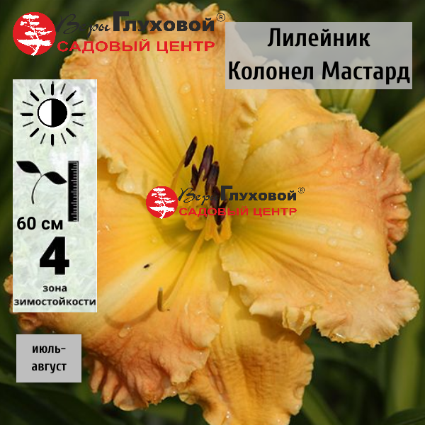 Лилейник Колонел Мастард