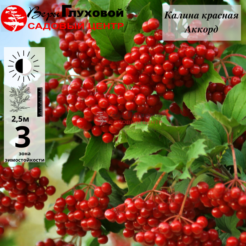 Калина красная Аккорд