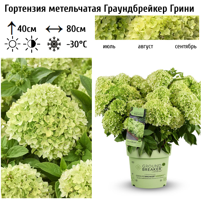 Основное изображение товара