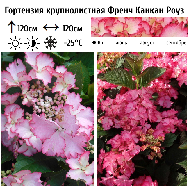 Гортензия крупнолистная Френч Канкан Роуз