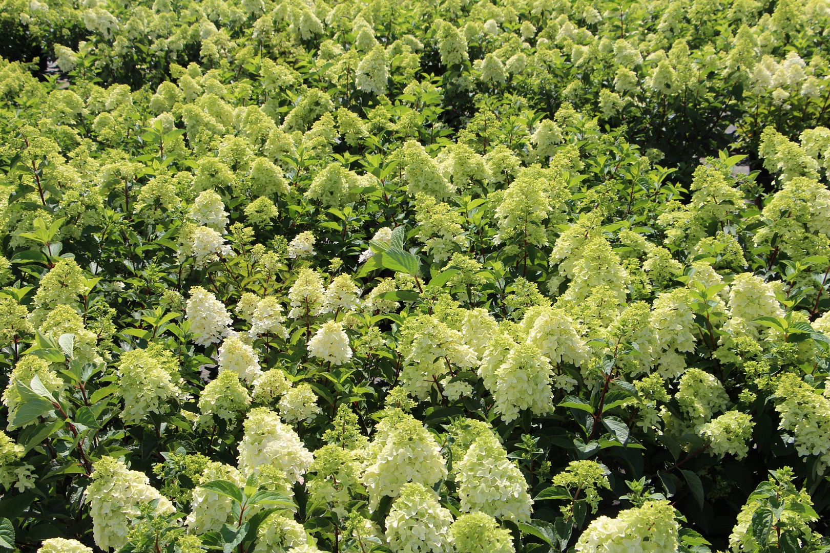 Цветение гортензий в нашем центре Цветение гортензий в нашем центре