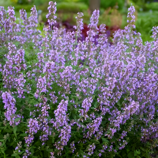 Котовник фассена Кэтс Мяу