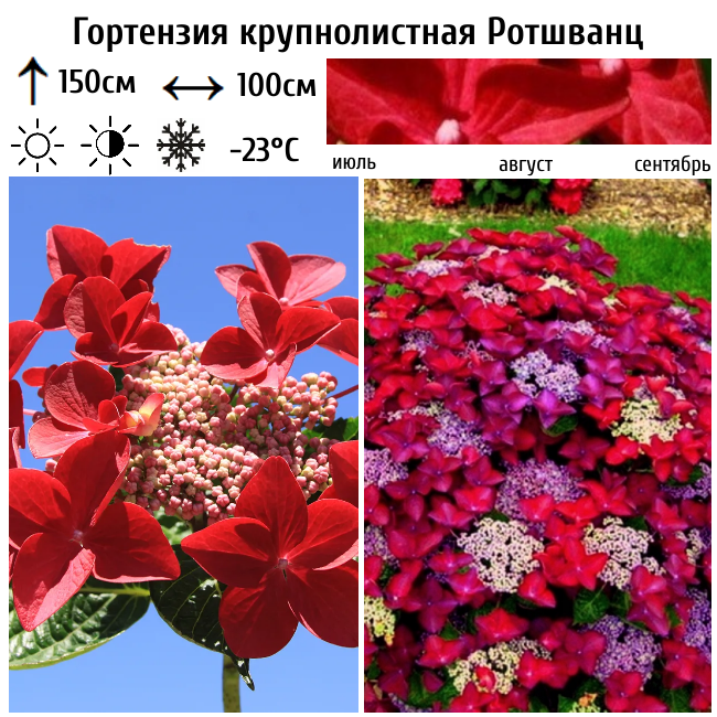 Гортензия крупнолистная Ротшванц