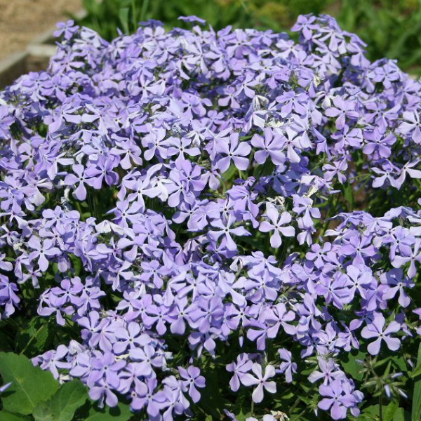 Флокс растопыренный Клаудс оф Парфюм