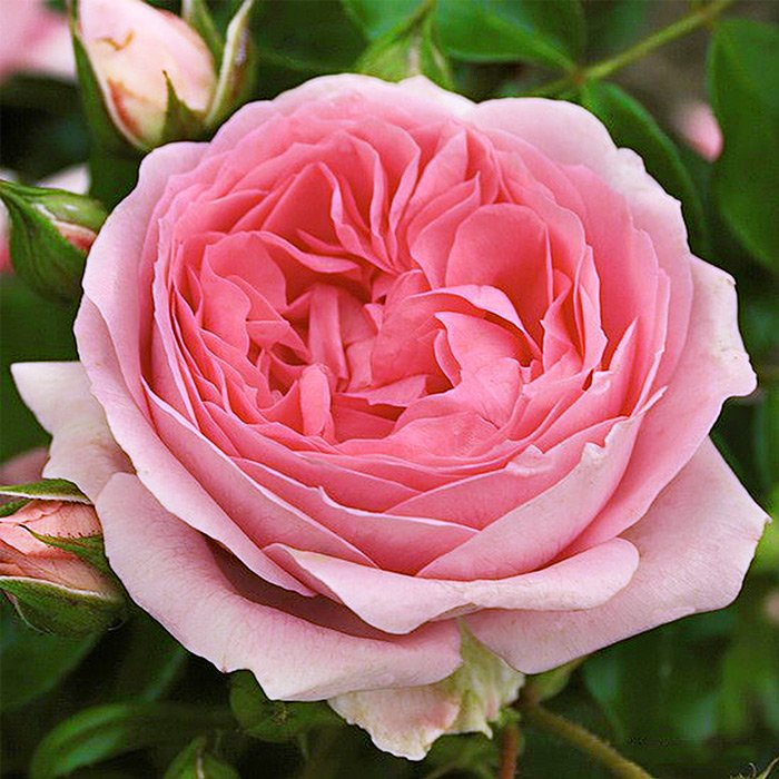 Роза флорибунда Rosenfee