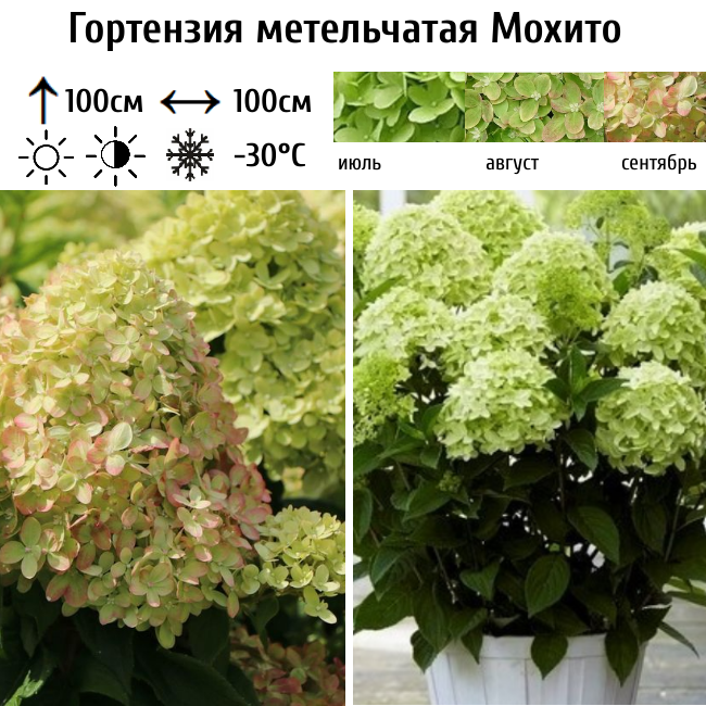 Основное изображение товара