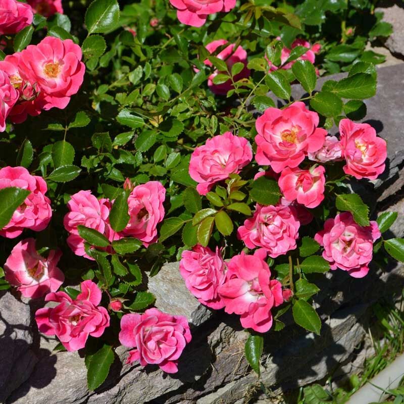 Роза миниатюрная Fuchsia Meillandecor