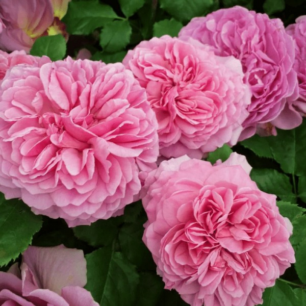 Роза флорибунда D.Austin Princess Alexandra of Kent