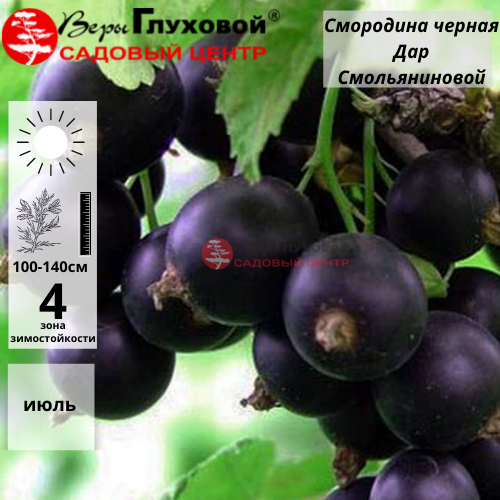 Смородина черная Дар Смольянинова