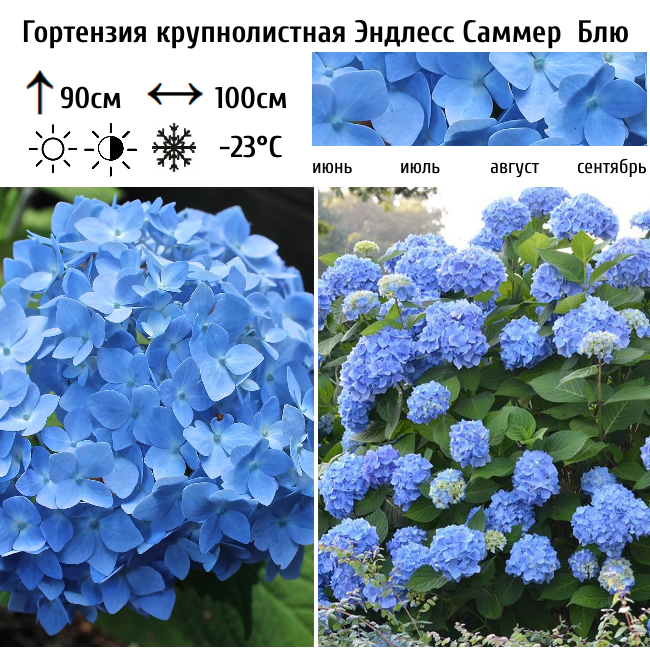 Гортензия крупнолистная Эндлесс Саммер Блю