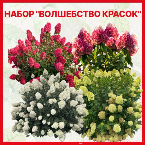 Набор гортензий Волшебство красок