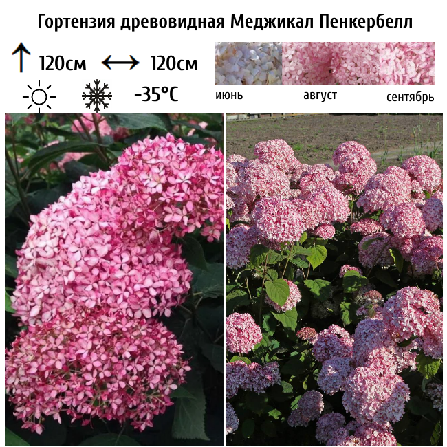 Гортензия древовидная Меджикал Пенкербелл