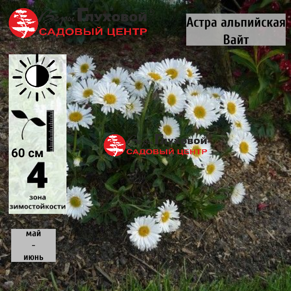Астра альпийская Вайт
