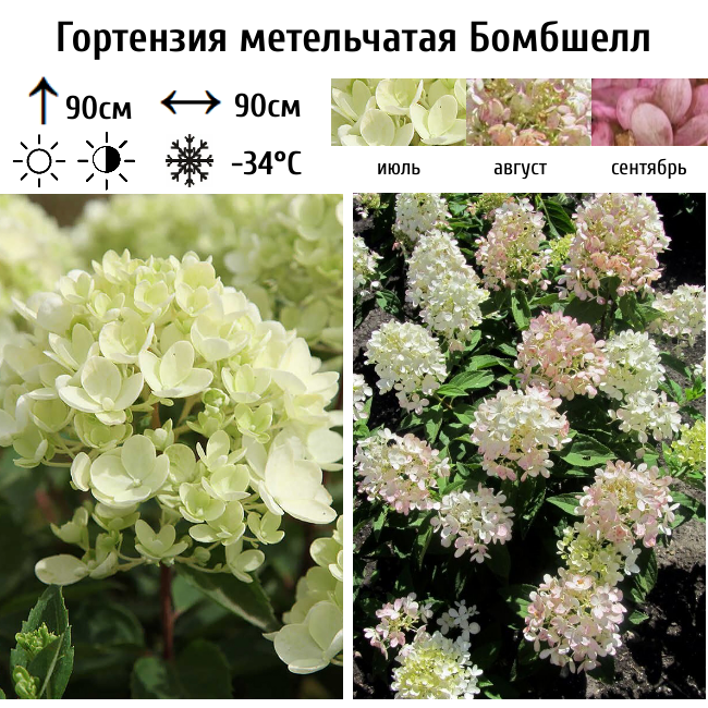 Гортензия метельчатая Бомбшелл