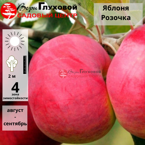 Яблоня Розочка
