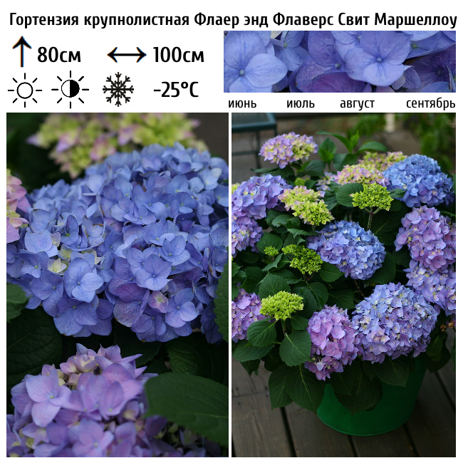 Гортензия крупнолистная Флаер энд Флаверс Свит Маршмеллоу Блю