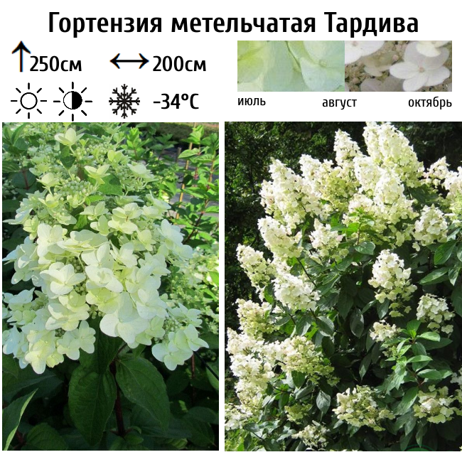 Основное изображение товара