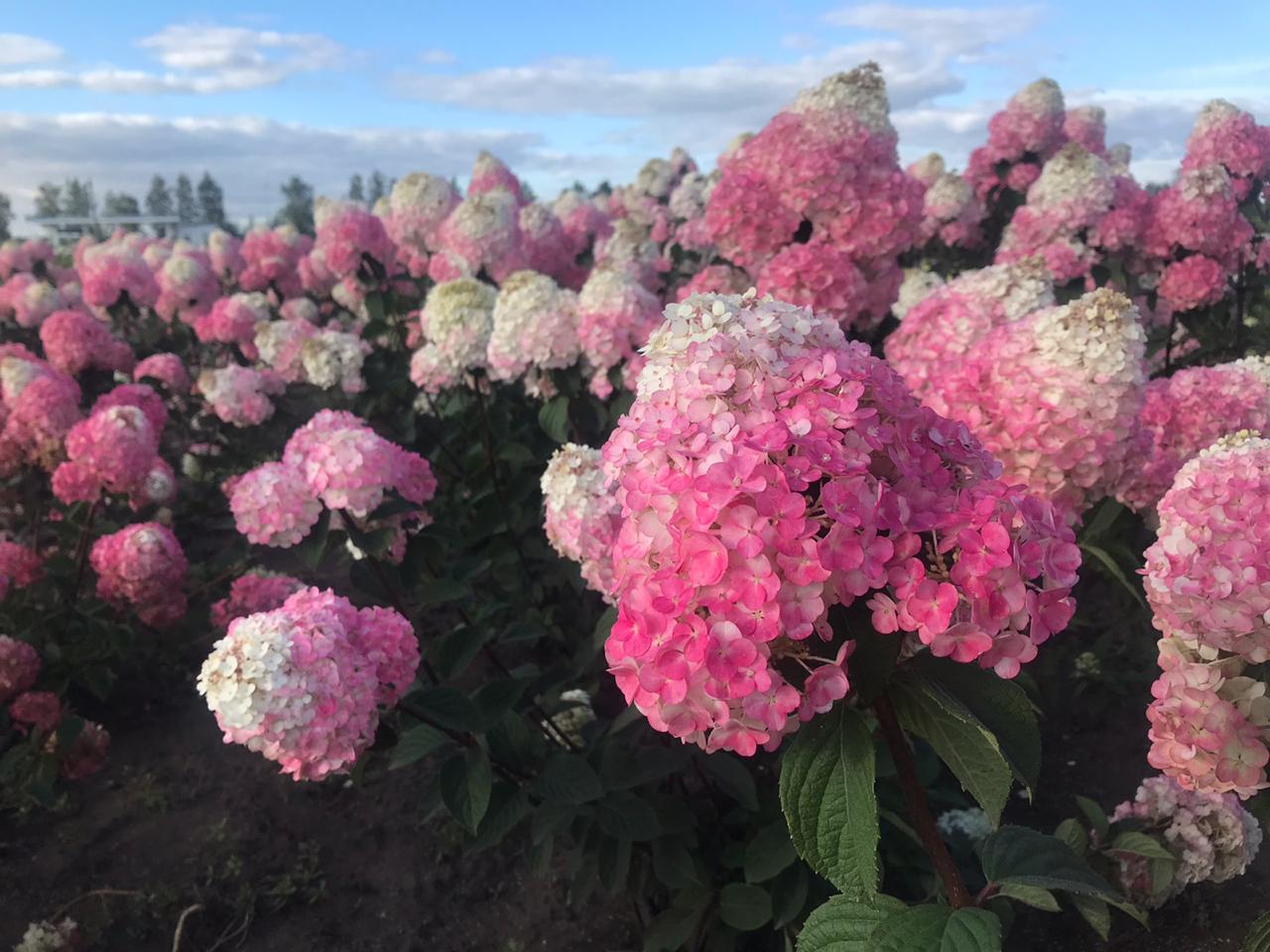 Новые фото Гортензии Самарская Лидия Новые фото Гортензии Самарская Лидия