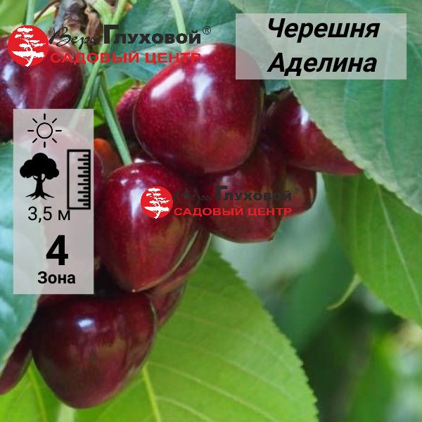 Черешня Аделина