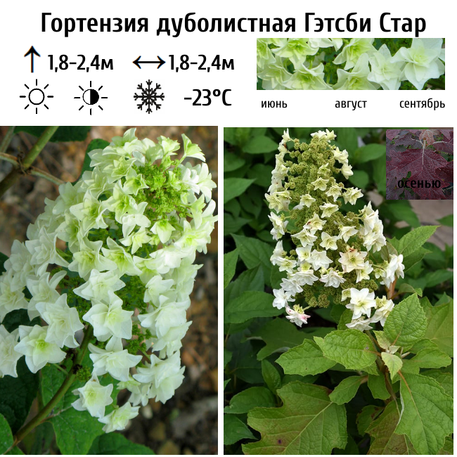 Гортензия дуболистная Гэтсби Стар