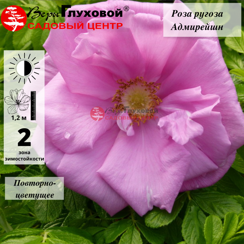 Роза Ругоза Адмирейшен