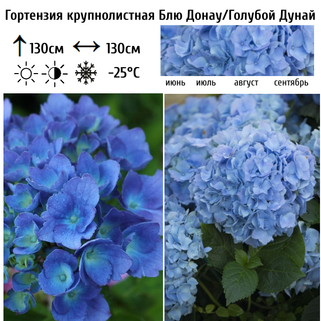 Гортензия крупнолистная Блю Донау/Голубой Дунай