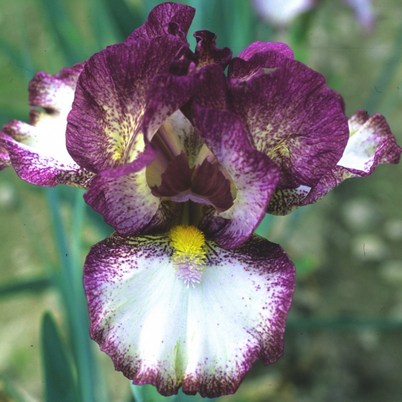 Ирис Baie Rose Ирис Baie Rose