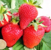 Поступление садовой земляники (клубники) Поступление садовой земляники (клубники)