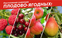 Поступление саженцев