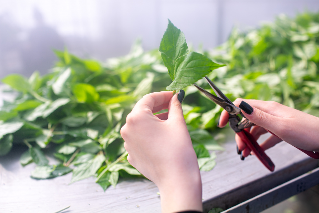 2 заготовка черенка.jpg 2 заготовка черенка.jpg