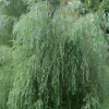 Ива гибрид Шабурова (Salix blanda alba) Идеал   С3 СП/24