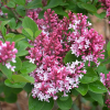Сирень Мейера (Syringa meyeril) Тинкербелл 30-40 С3,6 БдН/25