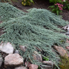 Можжевельник горизонтальный (Juniperus horisontalis) Айс Блю 25-30 С3 ГЕ/25