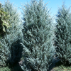 Можжевельник скальный (Juniperus scopulorum) Мунглоу   С3 СП/25