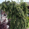 Ель обыкновенная (Picea abies) Лорелей 100-140 х h80-100 WRB40 ком/сетка СП/25