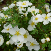 Лапчатка кустарниковая (Potentilla fruticosa) Сноуфлейк С3 СП/25