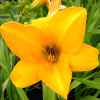 Лилейник (Hemerocallis) Чикаго Санрайз С3 РЛ/25