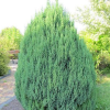 Можжевельник китайский (Juniperus chinensis) Стрикта  С3 СП/24