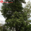 Тополь берлинский (Populus berolinensis) 200-250 С45 РСав/25