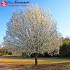 Груша Уссурийская (Pyrus ussuriensis) 200-250 С10 РСав/24