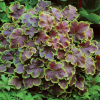 Гейхерелла (Heucherella) Солар Эклипс С2 СП/25