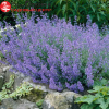 Котовник фассена (Nepeta Faassenii) Кит Кат С2 ГлХ/26