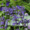 Котовник жилковатый (Nepeta) Нептун С2 РРс/25
