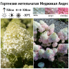 Гортензия метельчатая "Меджикал Андес" на фото