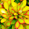 Барбарис Тунберга (Berberis thunbergii) Лимончелло С3 СП/25