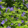 Герань (Geranium) Блю Санрайз С3 СП/24