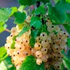 Смородина белая Зитавия (средний сорт) С3
