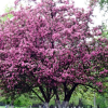 Яблоня (Malus) Недзвецкого 175-200 С10 РГр/25