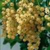 Смородина белая Вердавия (ранний сорт) С3